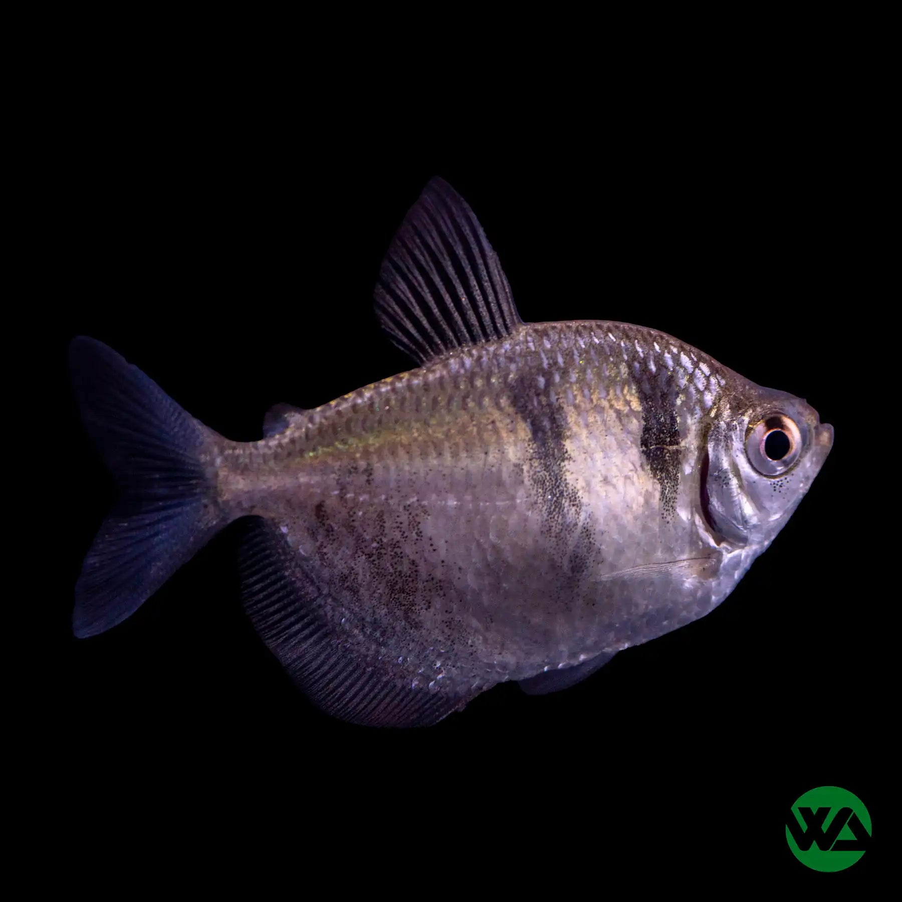 Black Skirt Tetra Fish (Gymnocorymbus ternetzi) - Live Freshwater Aquarium Fish for Community Tanks & Planted Aquariums