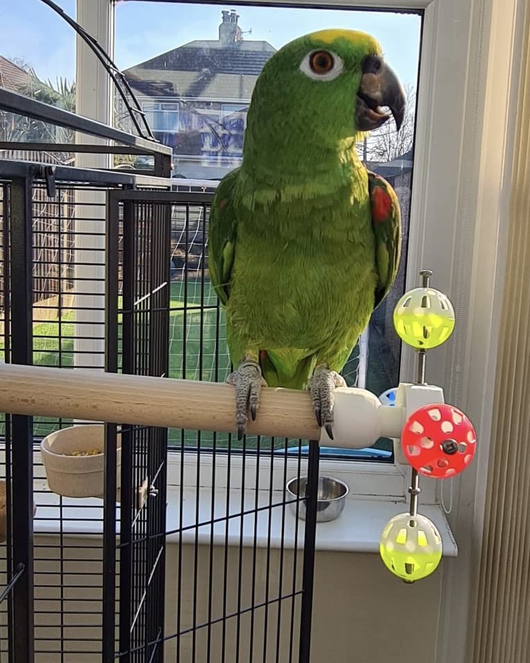 Rotating Bird Perch Toy for Large Parrots - Spinning Exercise Stand with 4cm Diameter Platform - Fun Play & Training Accessory for Macaws, Cockatoos, African Greys - Perfect for Cage Climbing & Mental Stimulation