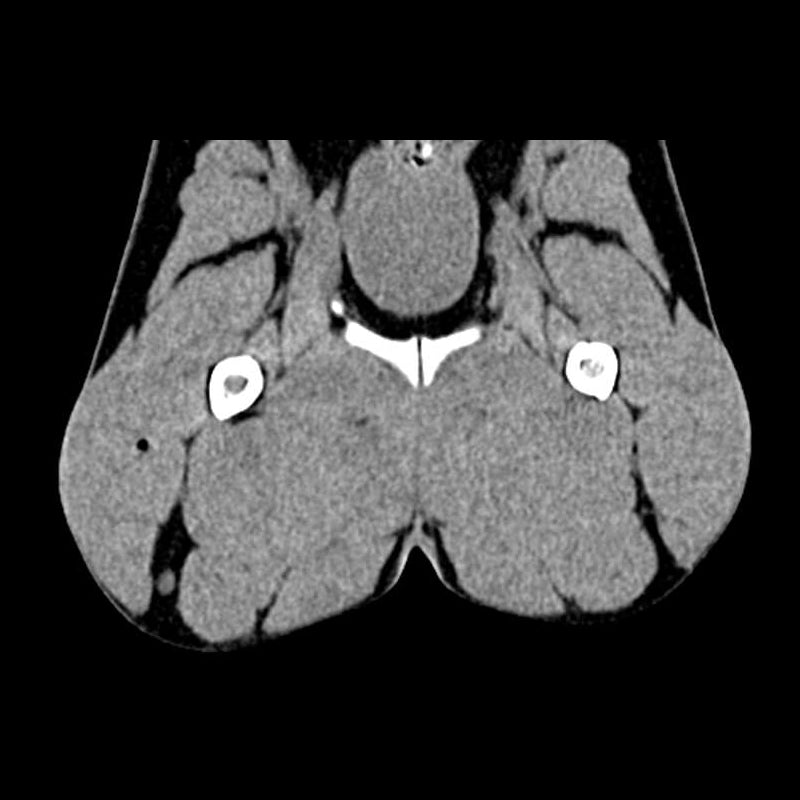 Dog Pelvis Phantom for CT Scan & X-Ray Training - Veterinary Radiology Practice, Canine Anatomy Study, Medical Imaging Education