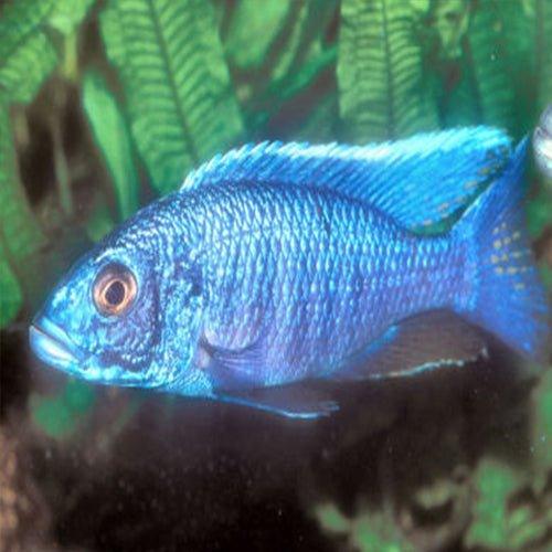 Electric Blue Haplochromis (Sciaenochromis fryeri) - Live Aquarium Fish for African Cichlid Tanks - Perfect for Home Aquariums & Fish Breeding