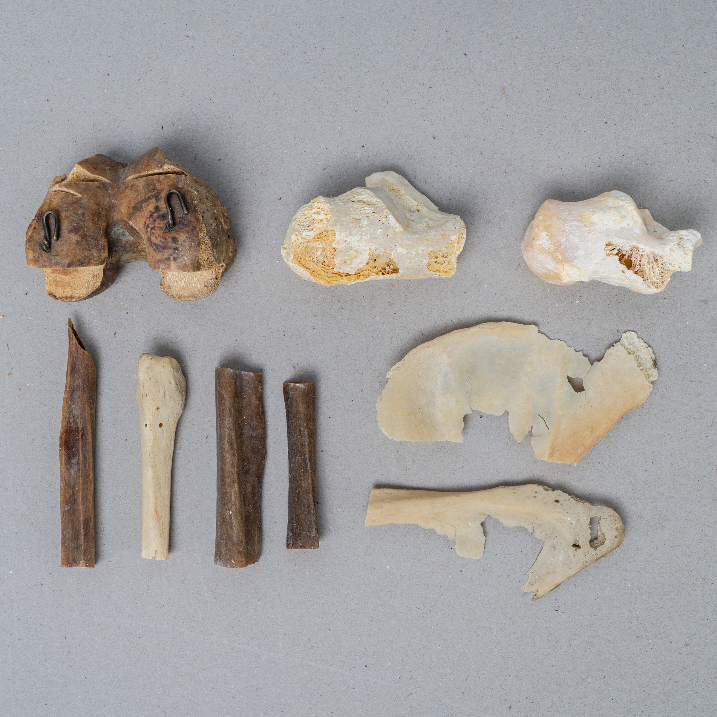 Real Search & Rescue Dog Cadaver Training Bones - High-Quality Scent Detection Tools for K9 Units & Police Dogs - Perfect for Professional Training & Emergency Scenarios