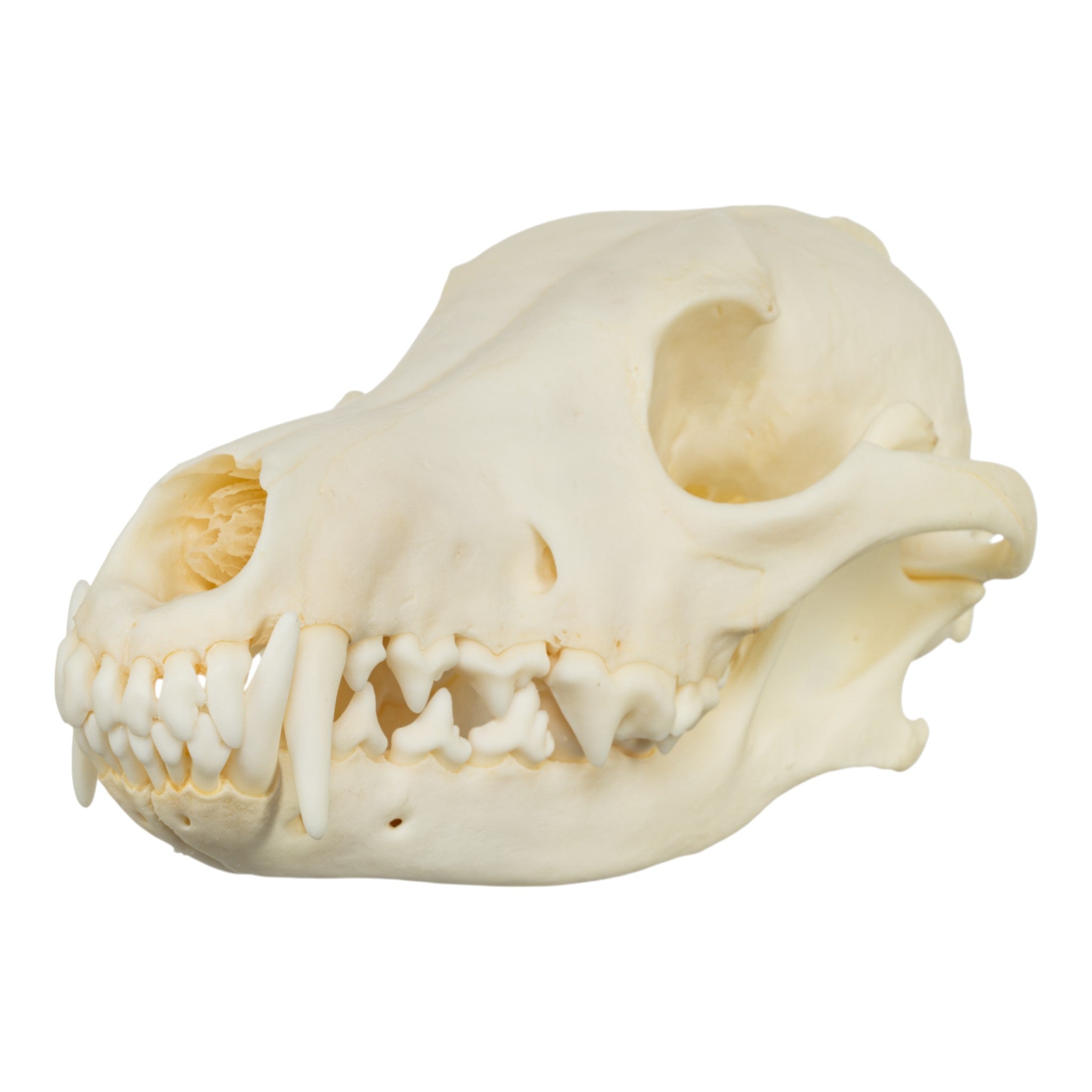Authentic Real Coyote Skull - Taxidermy Specimen for Home Decor, Gothic Display, and Educational Use - Perfect for Halloween, Oddity Collections, and Science Classrooms