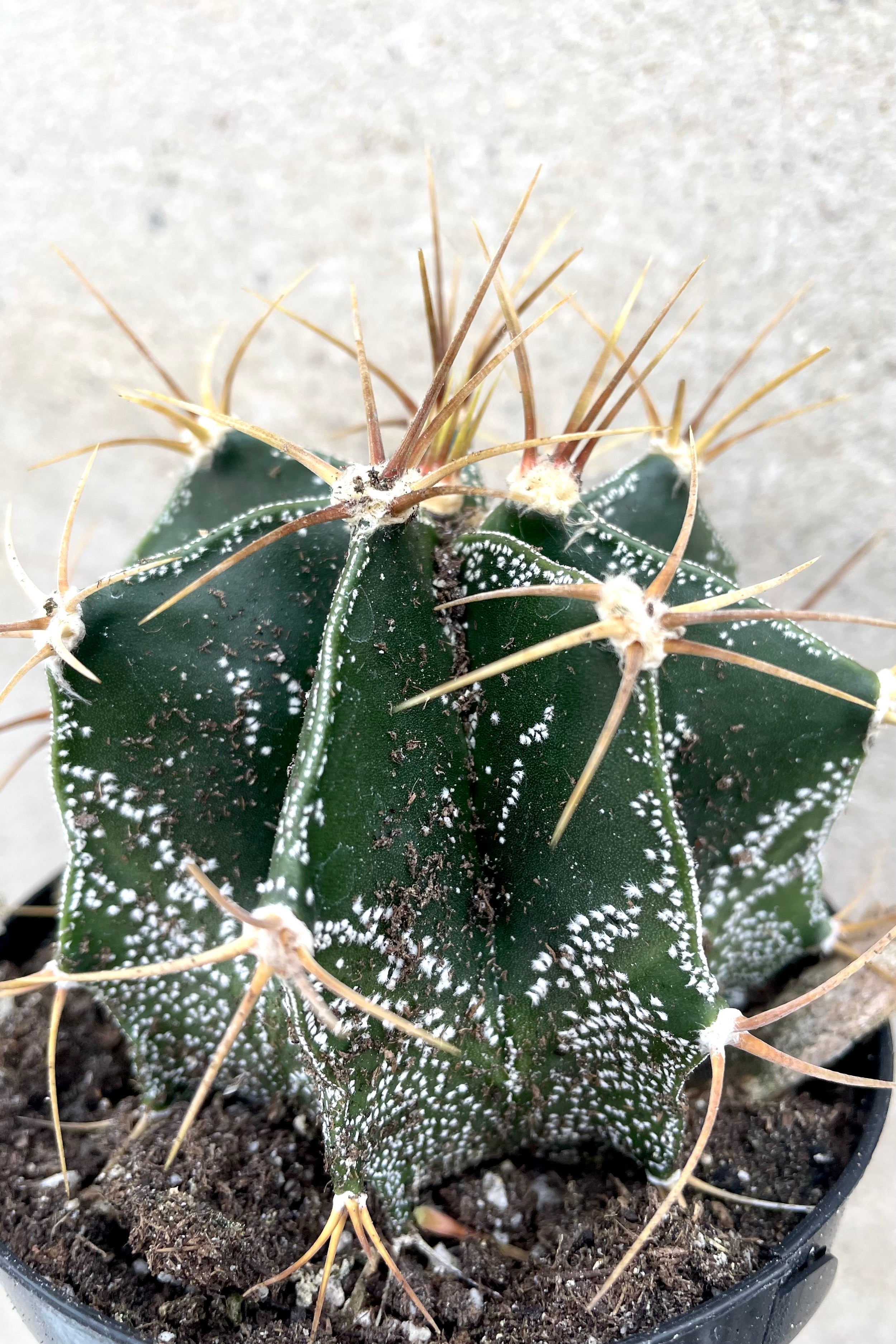 Astrophytum Ornatum Star Cactus - 3.5 Inch Live Rare Succulent Plant for Home & Office Decor | Perfect for Desert Gardens, Terrariums, and Windowsill Displays