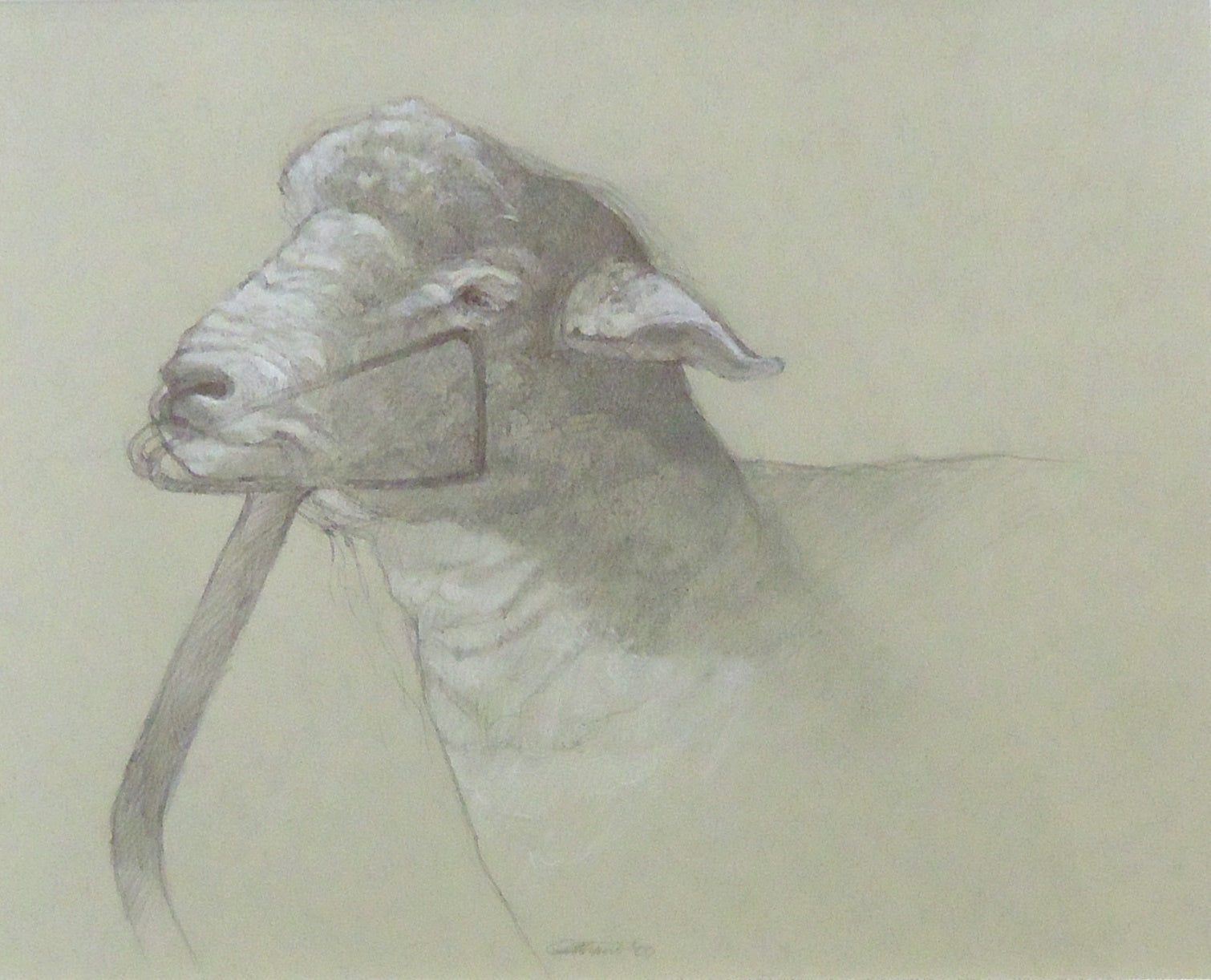 Patricia Traub Corriedale Sheep Head - Realistic Sheep Taxidermy for Home Decor, Hunting Lodge, and Cabin Wall Art