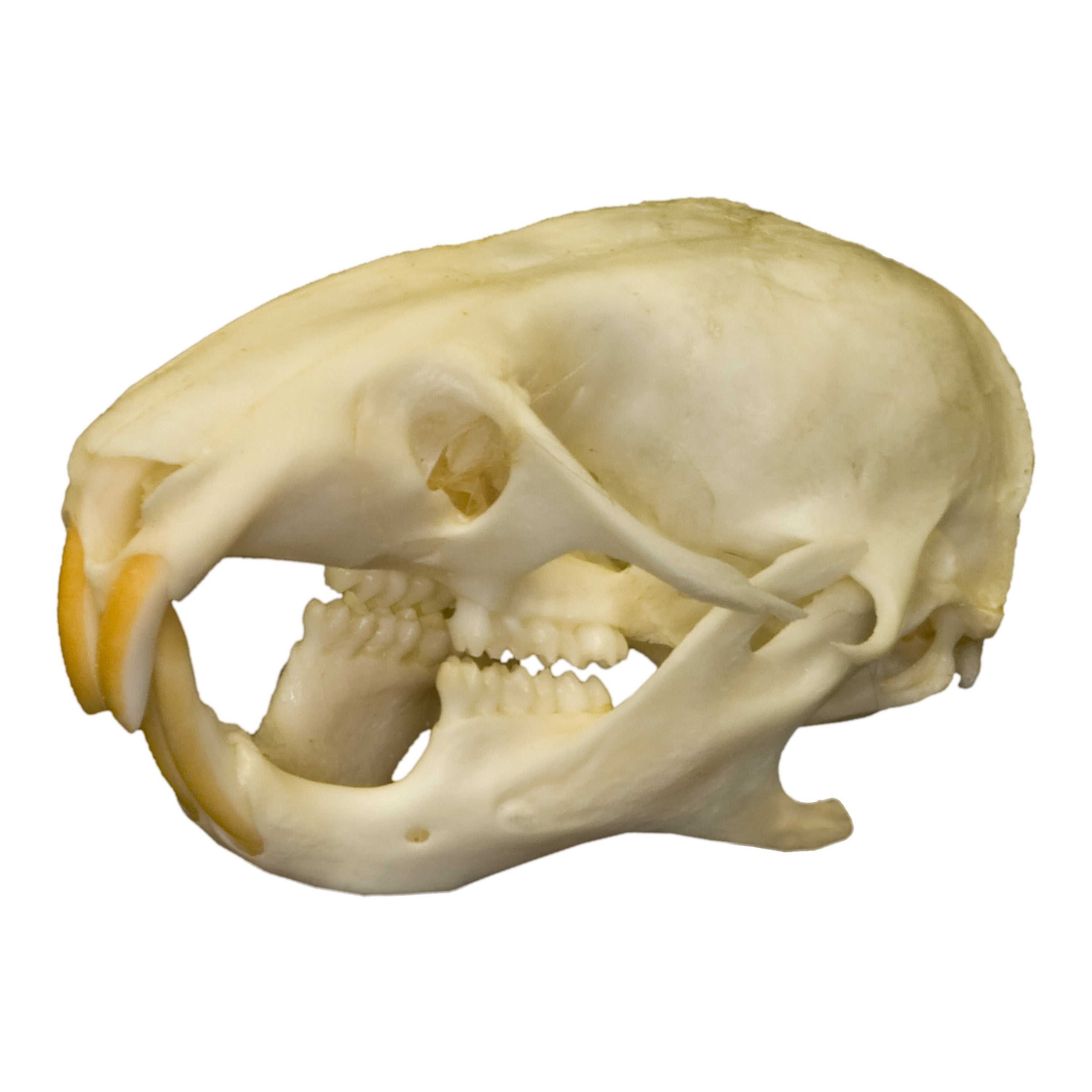 Real Hamster Skull - Authentic Animal Specimen for Science Study, Taxidermy & Oddity Collectors - Perfect for Biology Classrooms, Gothic Decor & Curiosity Cabinets