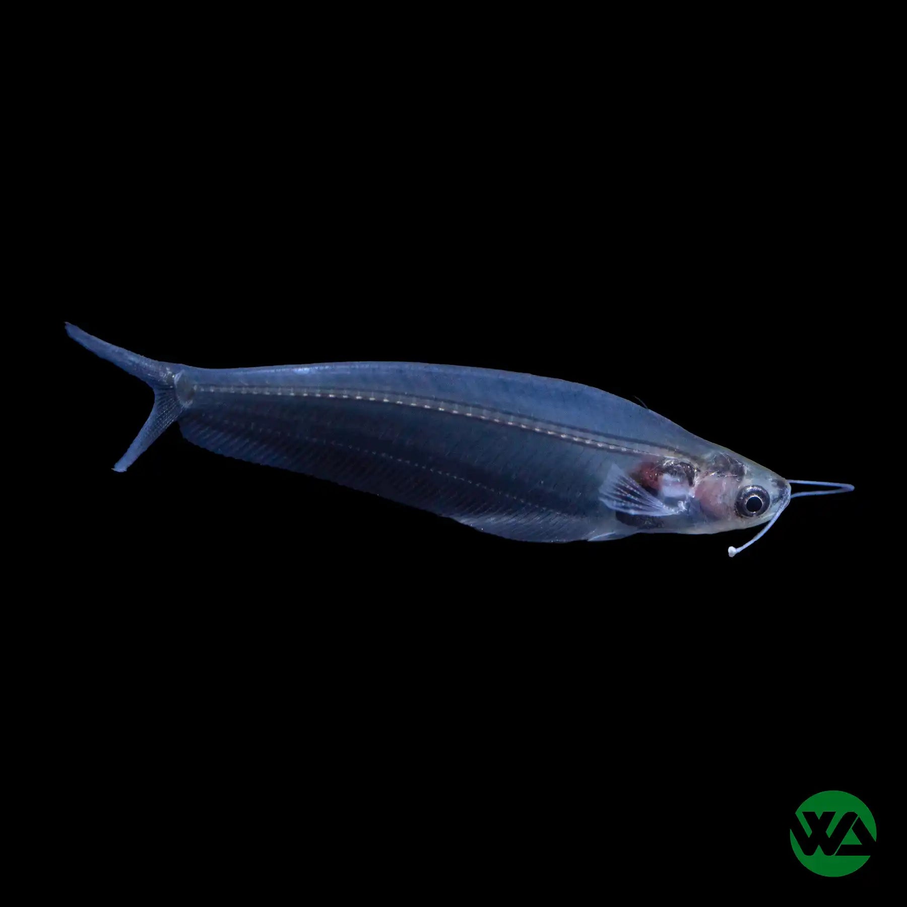 Glass Catfish (Kryptopterus bicirrhis) - Live Tropical Freshwater Aquarium Fish for Home & Office Tanks - Perfect for Community Aquariums & Aquatic Displays