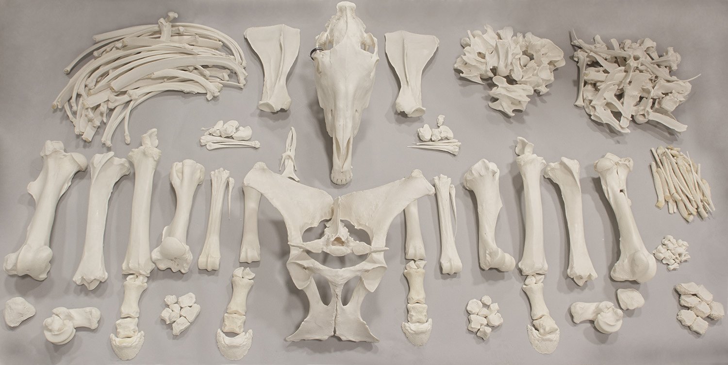 Real Horse Skeleton Disarticulated - Authentic Anatomical Specimen for Veterinary Study, Biology Education & Halloween Decor