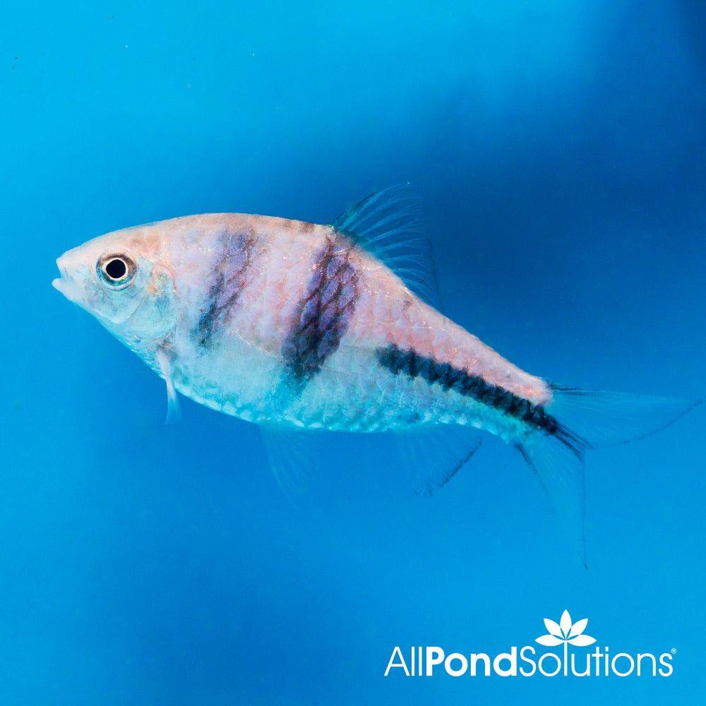 Premium Spanner Barb Fish (Barbodes lateristriga) - Live Tropical Aquarium Fish for Freshwater Tanks, Community Aquariums & Aquatic Plant Setups