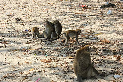 20x30 Inch Laminated Monkey Poster - Vibrant Jungle Animal Wall Art for Home & Office Decor - Perfect for Living Room, Bedroom, Nursery or Classroom