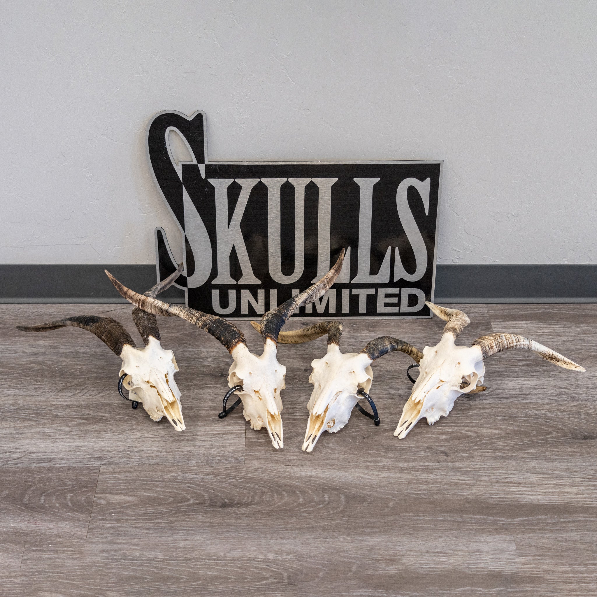 Real Domestic Goat Skull - Medium Size (Single Piece) for Home Decor, Gothic Display, Halloween Props & Taxidermy Collections