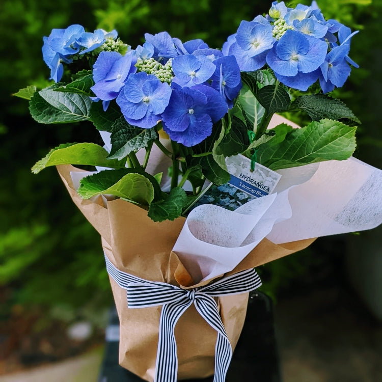 Lacecap Blue Hydrangea Potted Plant - Perfect for Indoor & Outdoor Garden Decor, Wedding Centerpieces & Home Landscaping
