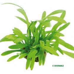 Dennerle Sagittaria Subulata Var. Pusilla Live Aquarium Plant in Pot - Perfect for Freshwater Fish Tanks, Aquascaping & Nano Aquariums