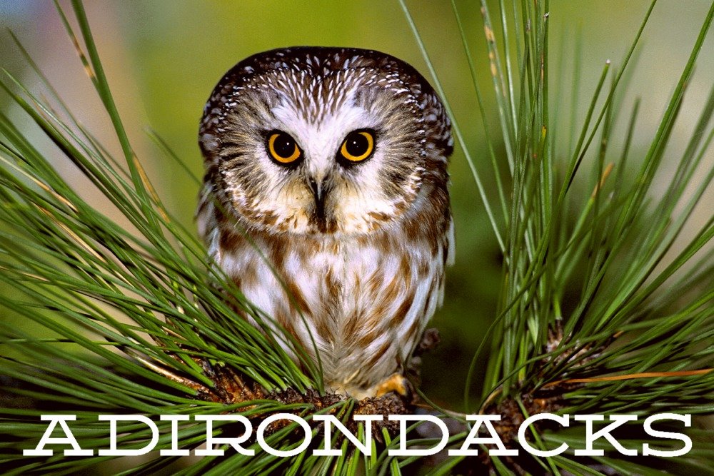 Adirondacks New York Saw Whet Owl Wall Art Poster - 12x18 Inches Framed Wildlife Print for Home & Office Decor - Perfect for Living Room, Bedroom, Nursery or Cabin Wall Decor