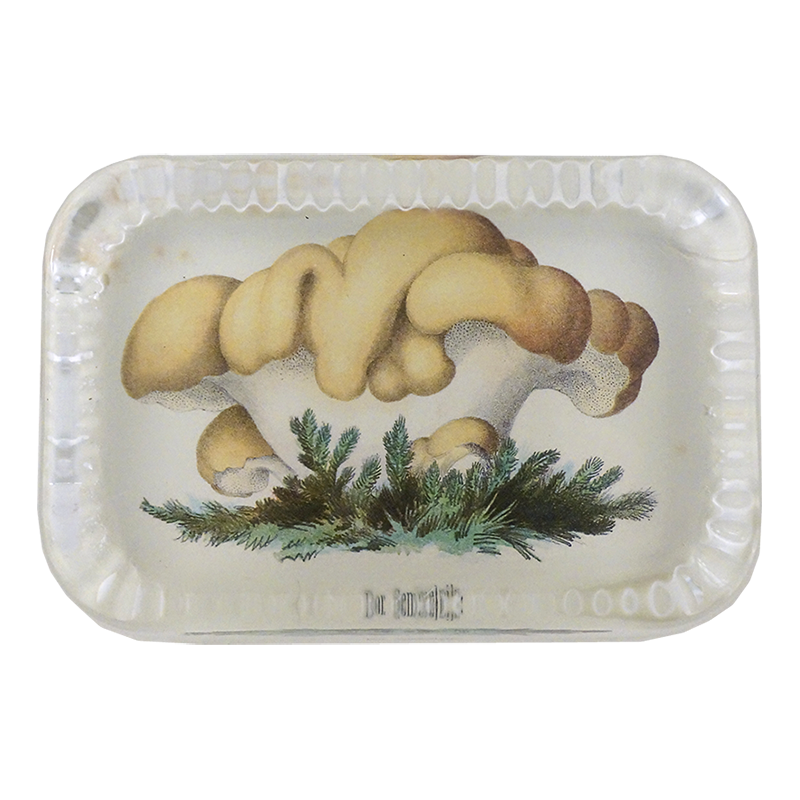 DRP DER SEMMELPILZ PNG - High-Quality Mushroom Image for Digital Art, Blogging & Nature Enthusiasts