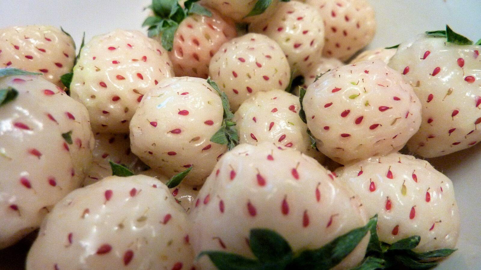 200 White Soul Strawberry Seeds - Wild Alpine Woodland Strawberry (Fragaria Vesca) | Non-GMO Heirloom Fruit Plant Seeds for Home Garden, Organic Farming | Perfect for Fresh Eating, Jams, and Decorative Landscaping