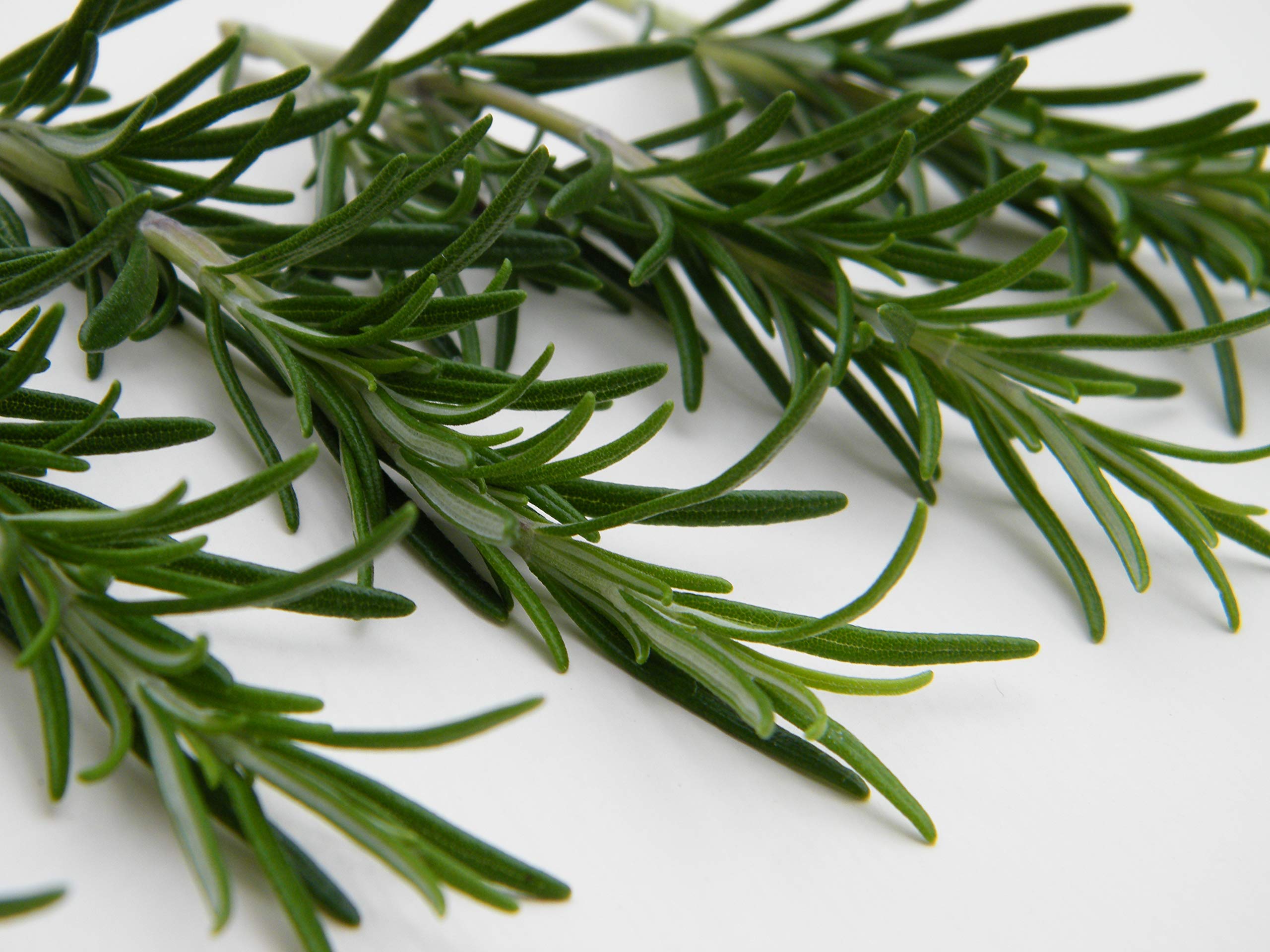 Rosemary Herb Seeds - 25 Count, Non-GMO, Home Gardening for Cooking & Aromatherapy