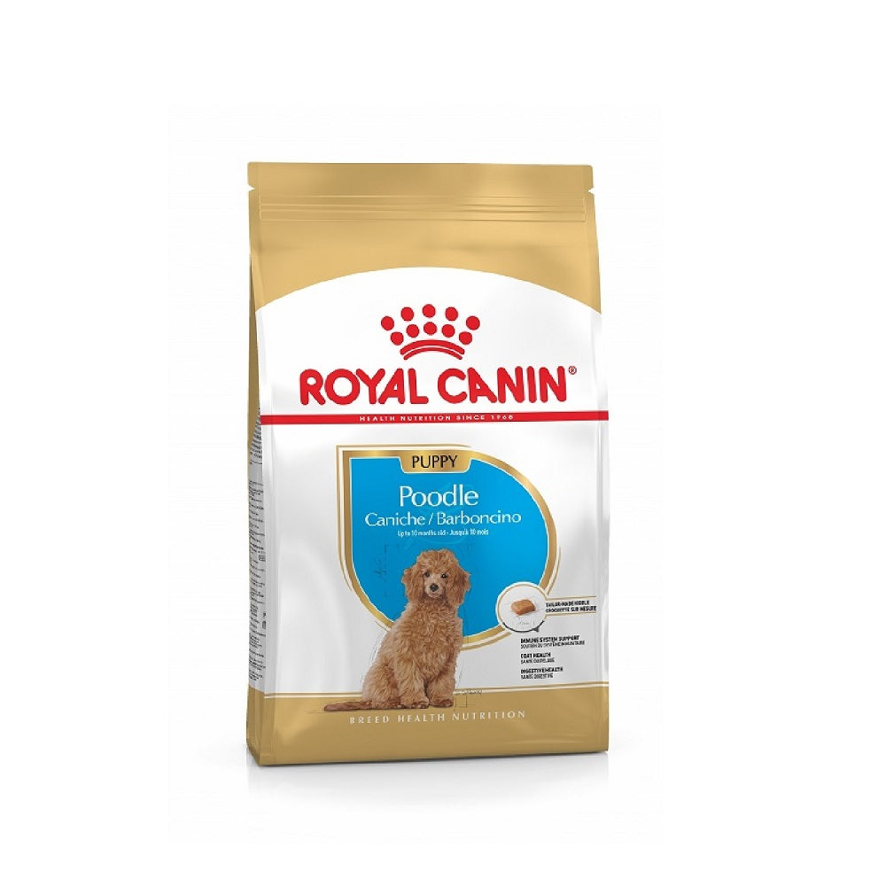 BHN Poodle Puppy - Adorable Toy Poodle Puppies for Sale | Perfect for Family Pets, Gifts & Companionship | Great for Home, Apartment & Small Space Living