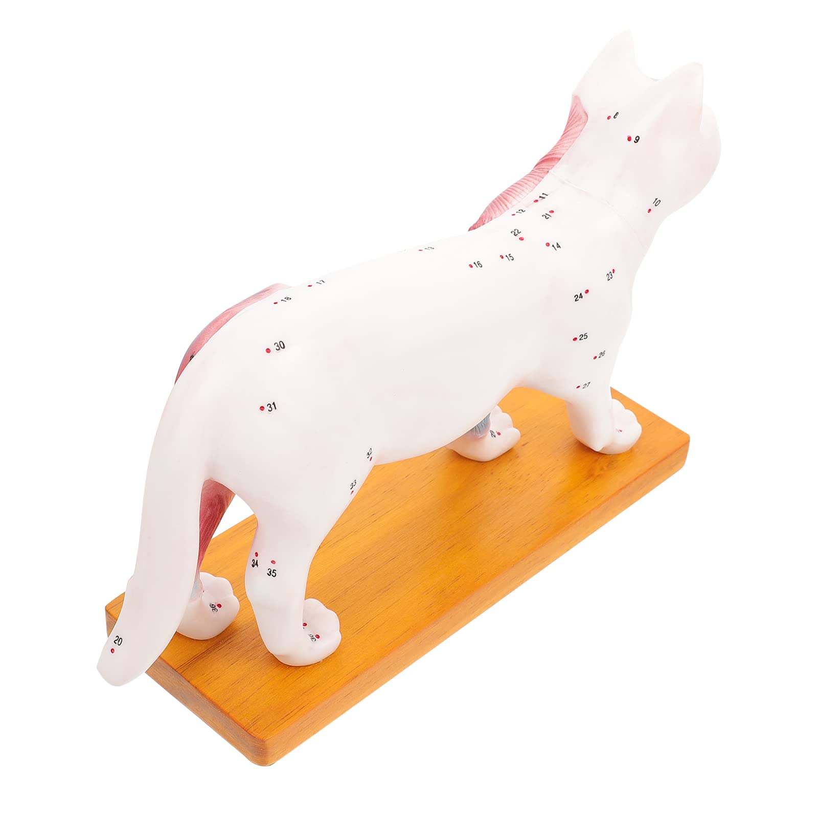 iplusmile Cat Acupuncture Model - Veterinary Teaching Tool, Feline Anatomy Display for Acupoint Practice, Perfect for Veterinary Students & Acupuncture Training (1PC) - Ideal for Classroom Demonstrations & Professional Vet Clinics