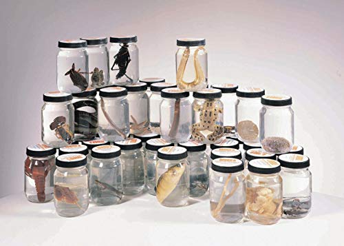 Ward's Animal Kingdom Set 4 - Arthropod Specimen Collection for Biology Classrooms & Science Education | Includes Insects, Crustaceans & Arachnids for Dissection Labs & Taxonomy Studies