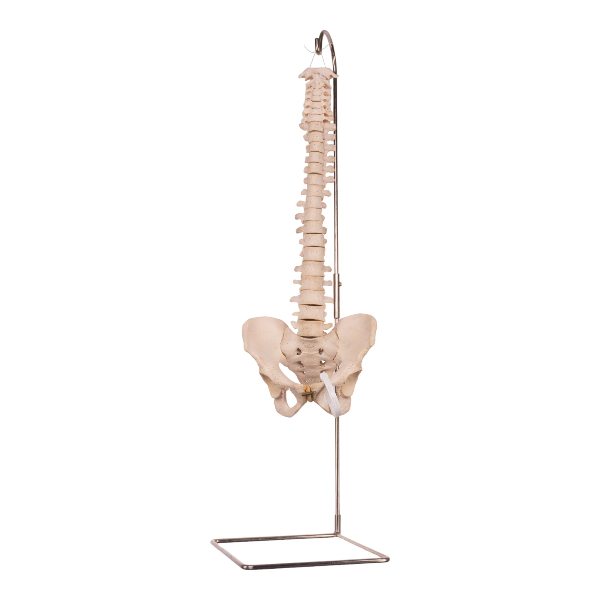 Real Human Spine, Sacrum & Pelvis - Anatomical Model for Medical Education, Chiropractic Training & Osteopathic Studies