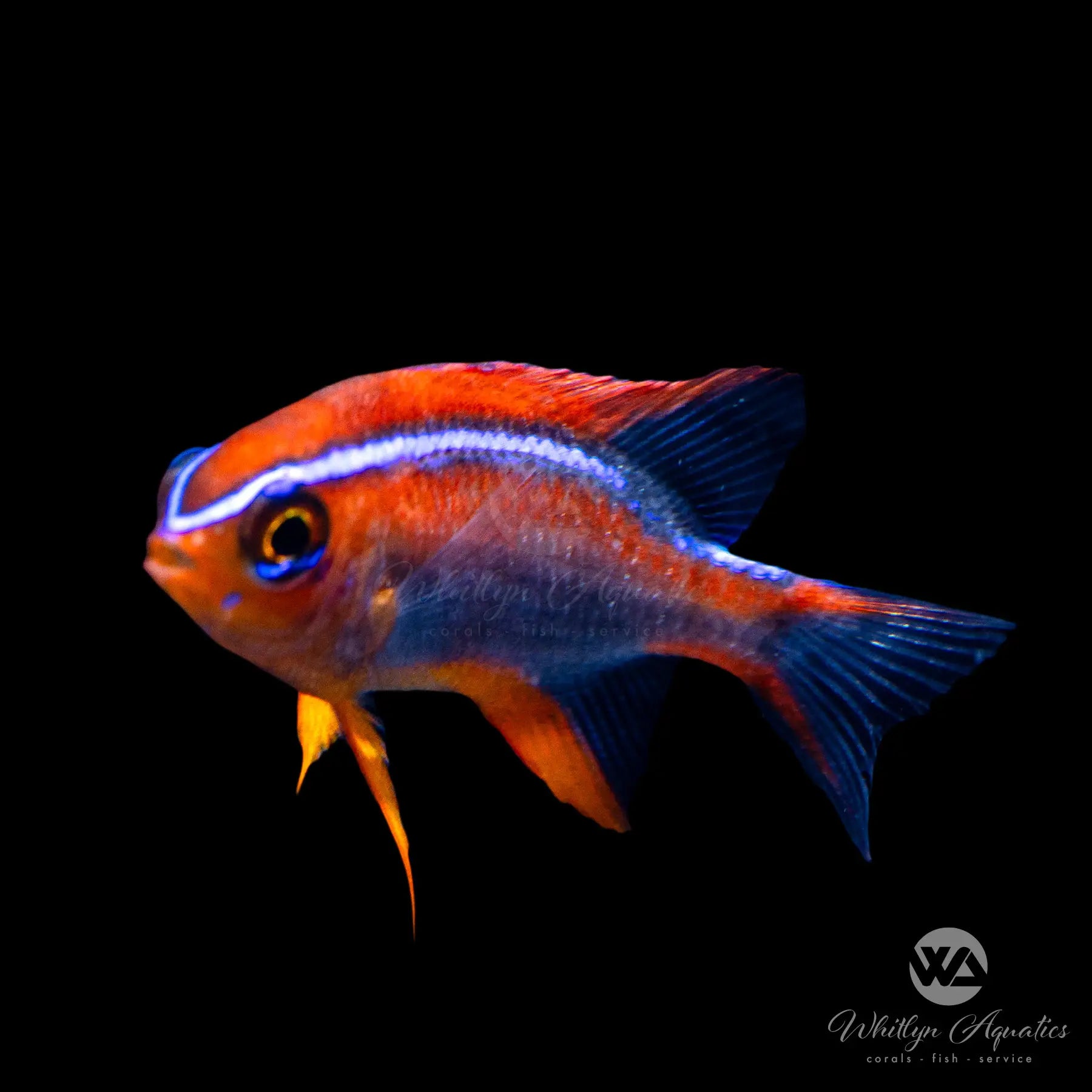 Red Honey Damsel Fish - Neoglyphidodon Crossi Saltwater Aquarium Fish for Reef Tanks & Marine Aquariums