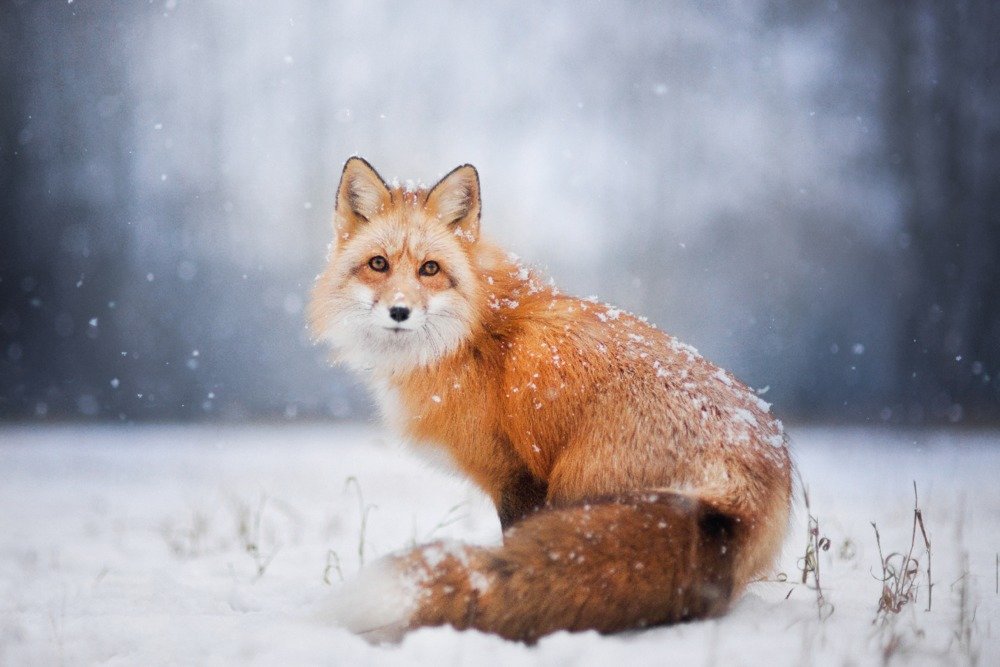 Lantern Press Red Fox in Snow Wall Art Poster - 12x18 Inches, Winter Wildlife Decor for Living Room, Bedroom & Office