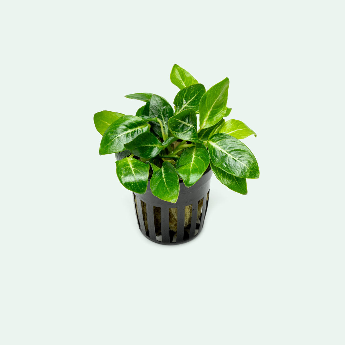 Anubias Giant Stardust Aquatic Plant - Live Freshwater Aquarium Plant for Fish Tanks, Ponds & Terrariums - Easy Low Light Aquascaping Plant for Beginners