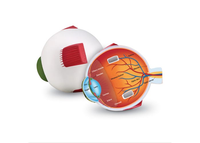 Human Eye Cross Section Model - Detailed Anatomy Educational Tool for Biology Classrooms & Medical Studies | Perfect for Students, Teachers & Healthcare Professionals