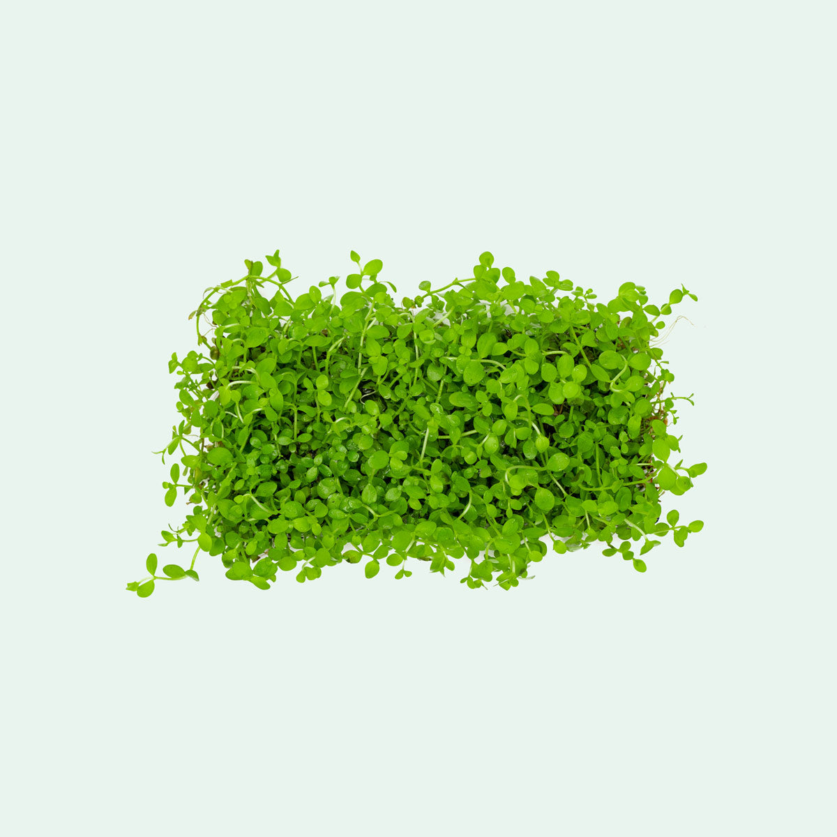 Micranthemum Monte Carlo Aquatic Plant - Premium Stainless Steel Mesh Mat for Aquascaping | Perfect for Freshwater Planted Tanks & Nano Aquariums