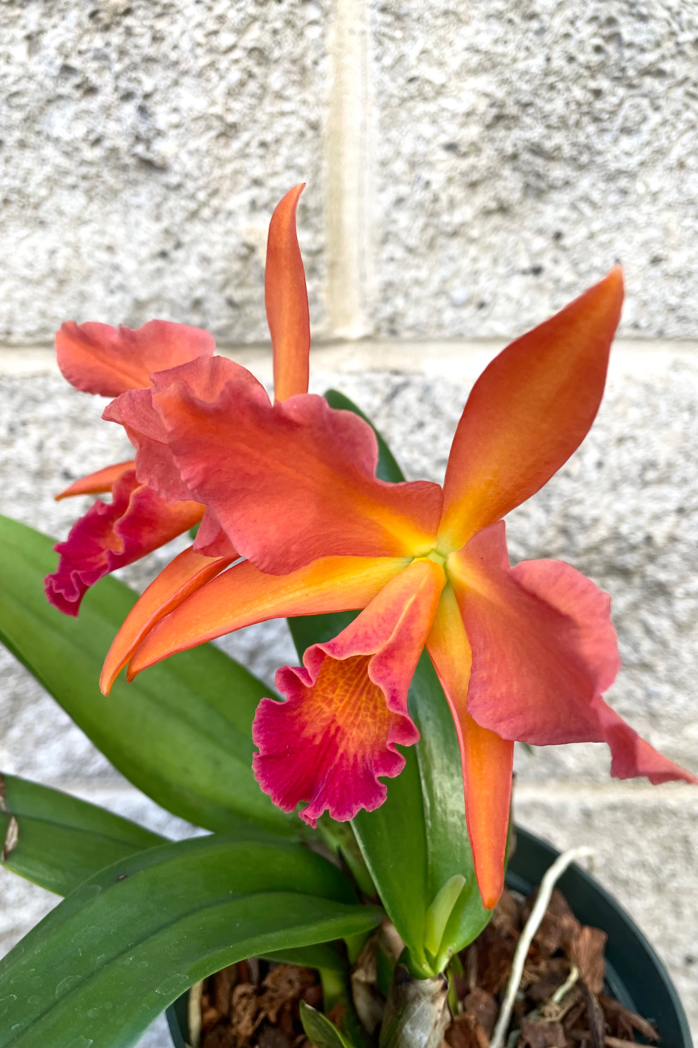 5 Pack Cattleya Orchid Plants - Exotic Live Flowers for Home Decor, Wedding Bouquets & Garden Landscaping