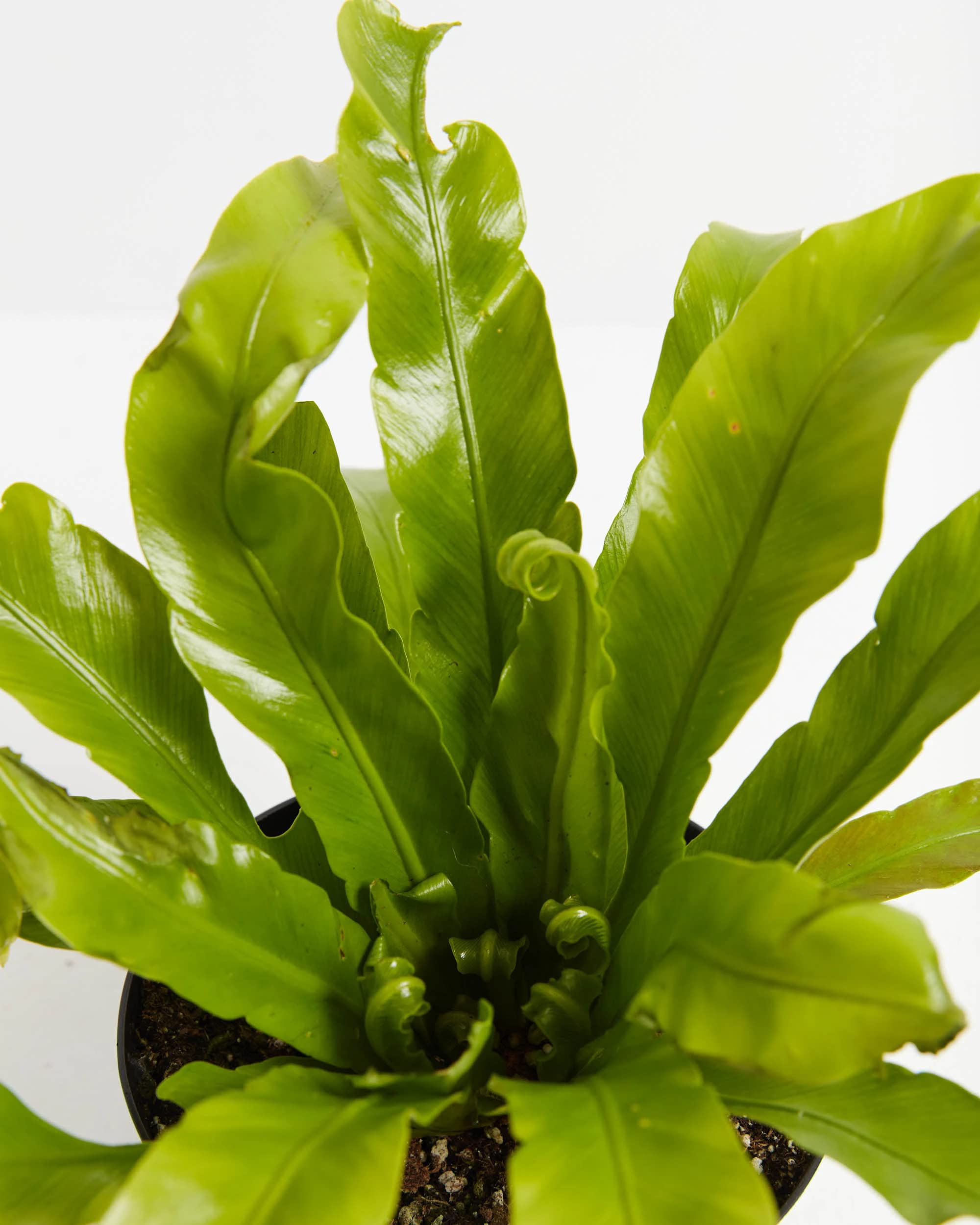 Bird's Nest Fern Plant - Live Houseplant for Home & Office Decor - Easy Care Indoor Plants for Low Light Spaces - Perfect for Living Room, Bedroom, or Bathroom