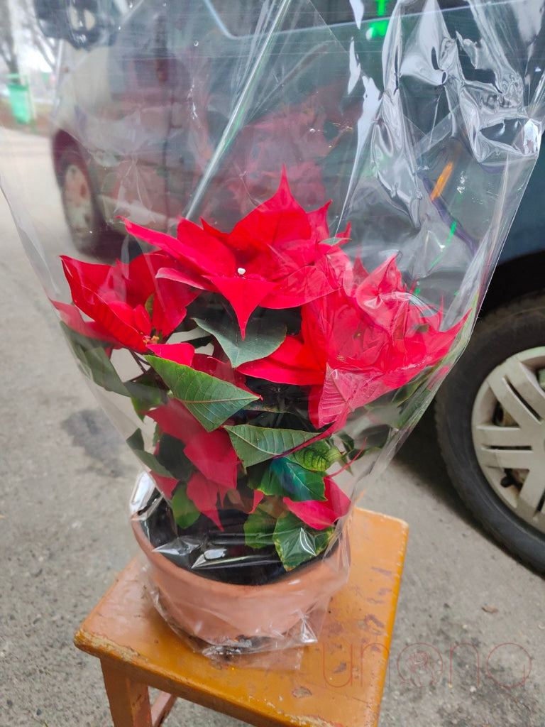 Classic Christmas Poinsettia Flowers - Red Holiday Plants for Home Decor, Christmas Gifts & Festive Centerpieces - Perfect for Holiday Parties, Church Decorations & Winter Weddings