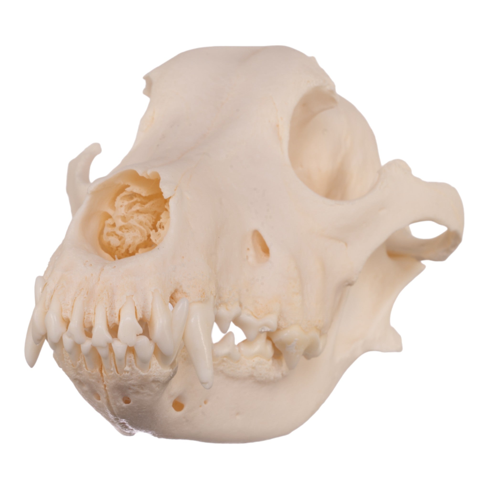 Authentic Alaskan Malamute Dog Skull - Real Domestic Canine Specimen for Veterinary Study, Taxidermy & Educational Display