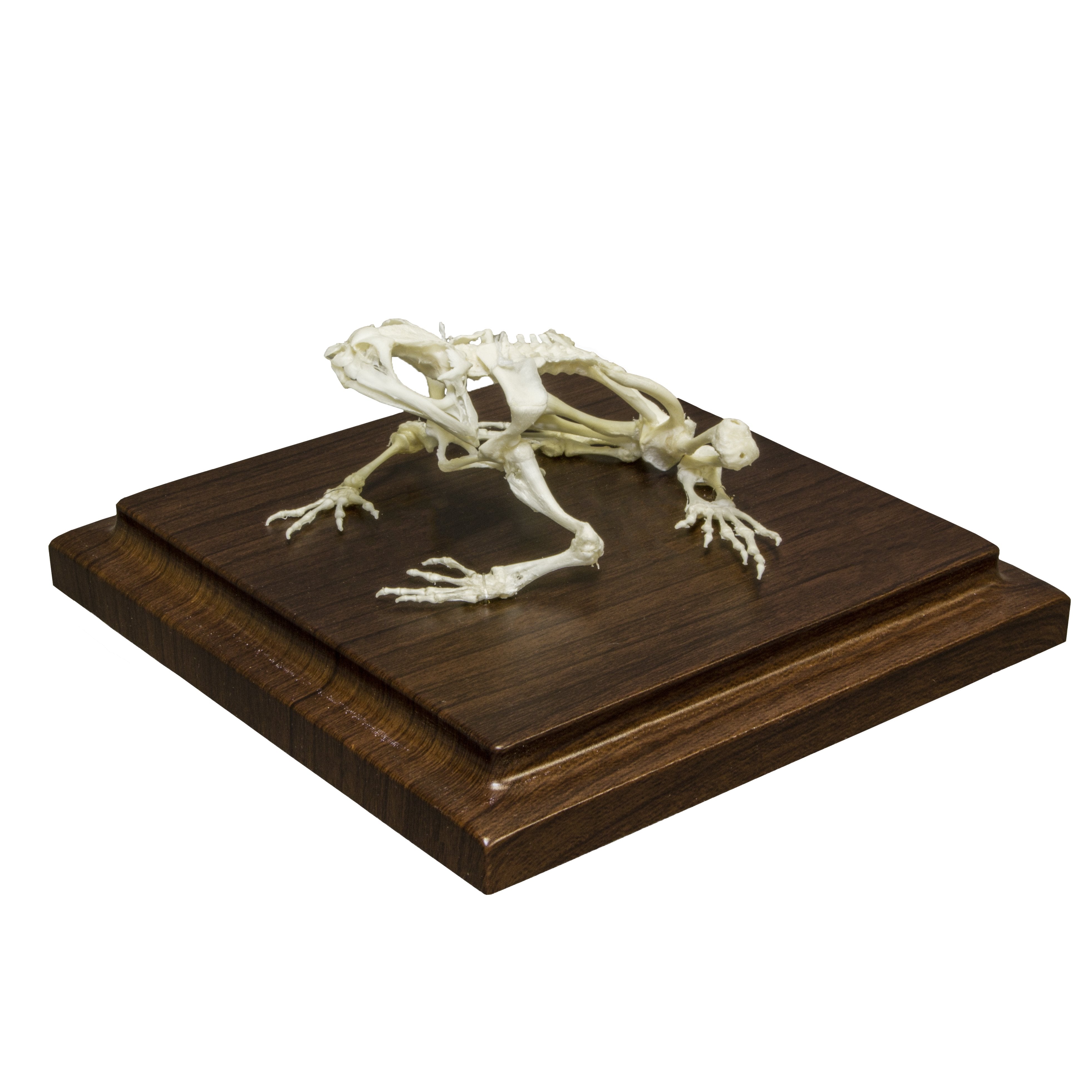 Real Toad Skeleton Specimen - Authentic Biological Specimen for Science Education & Home Decor | Perfect for Classroom Dissection, Gothic Decor, and Halloween Displays