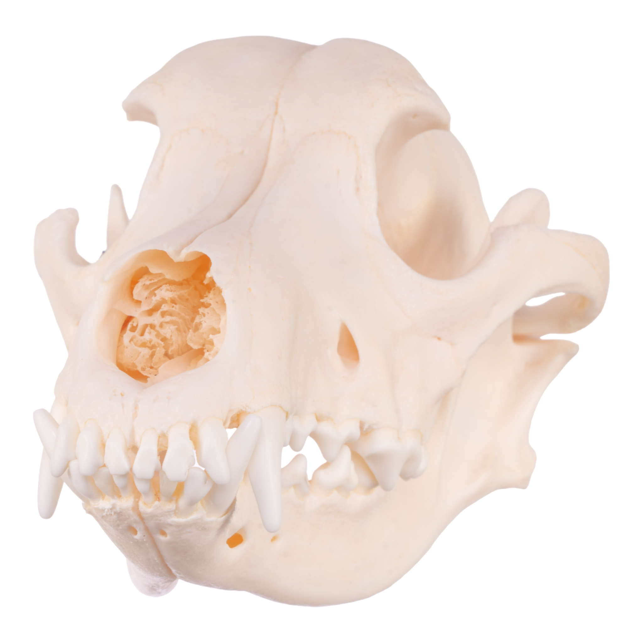 Authentic Domestic Dog Skull - Real Husky Skull Specimen for Taxidermy, Veterinary Study & Gothic Decor | Perfect for Halloween, Oddity Collections & Science Education
