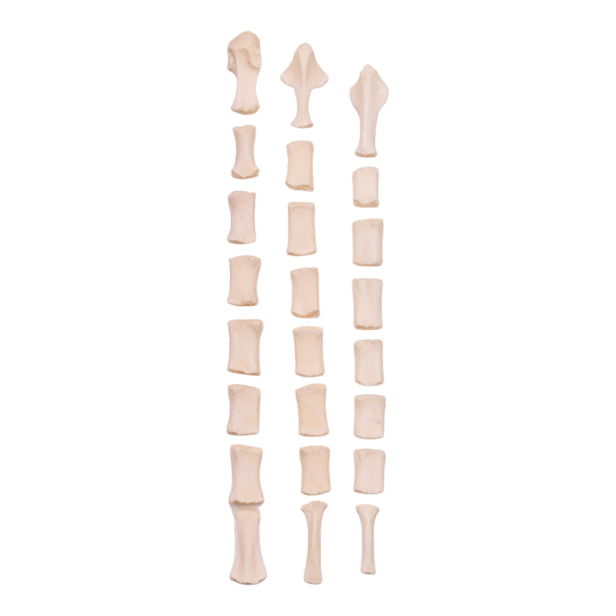 Natural Real Domestic Dog Sternum Bone - Single Disarticulated for Veterinary Study, Taxidermy, and Educational Specimens