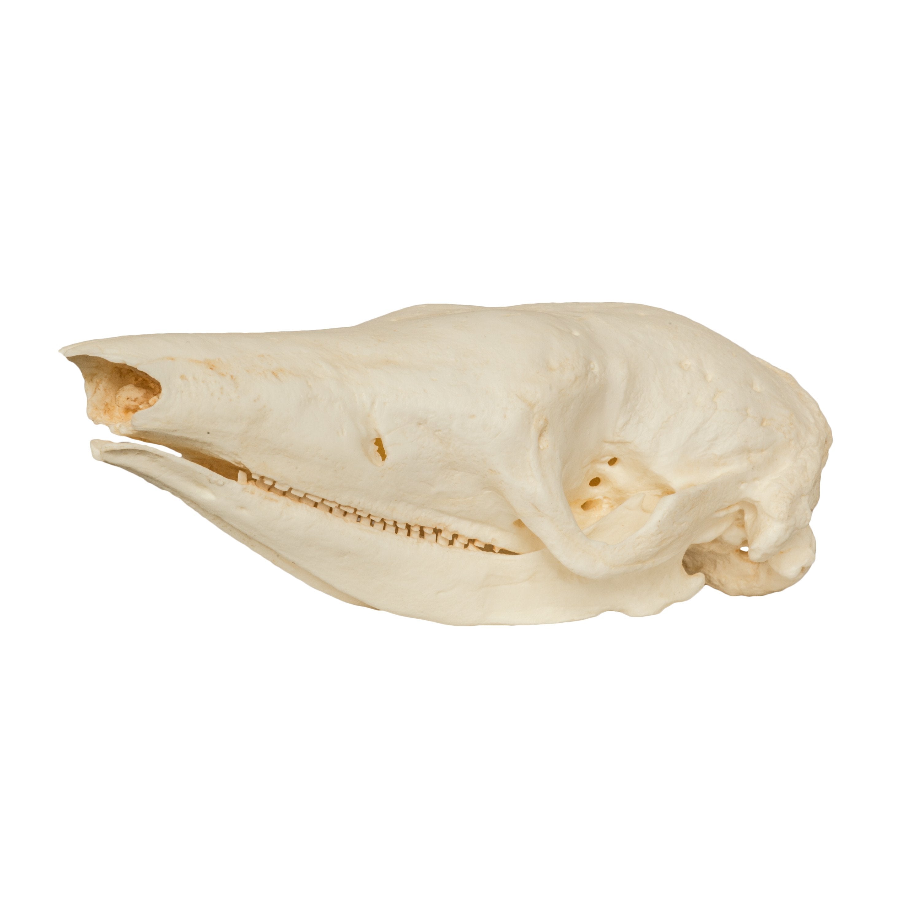 Authentic Replica Giant Armadillo Skull - Lifelike Animal Skull Model for Home Decor, Halloween Props, Educational Display & Paleontology Enthusiasts
