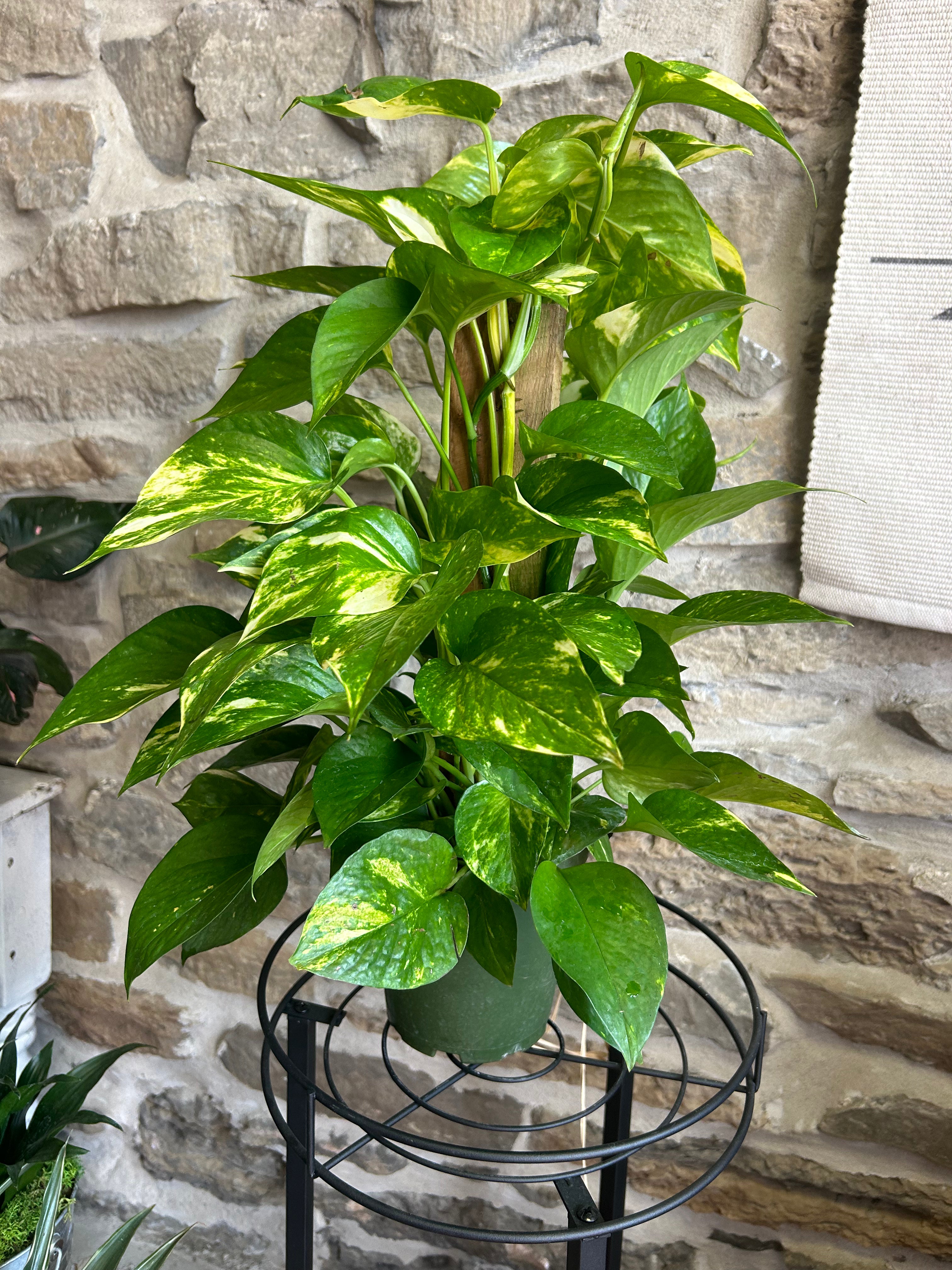 Totem Pothos Plant - Live Indoor Hanging Vine with Heart-Shaped Leaves | Perfect for Home Decor, Office Plants & Air Purification