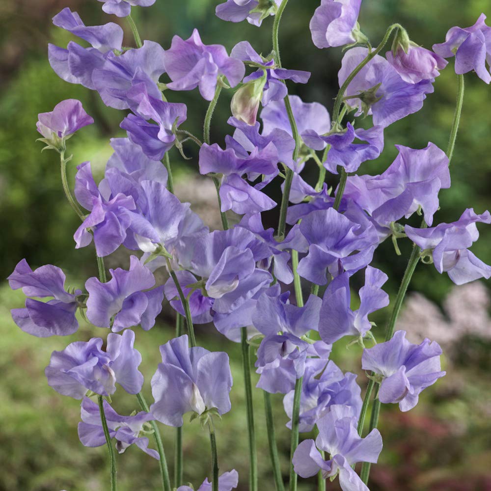 Outsidepride 250 Seeds Annual Lathyrus Odoratus Sweet Peas Royal Lavender Vine Seeds for Planting - Fragrant Climbing Flowers for Garden Trellis, Fences & Outdoor Decor