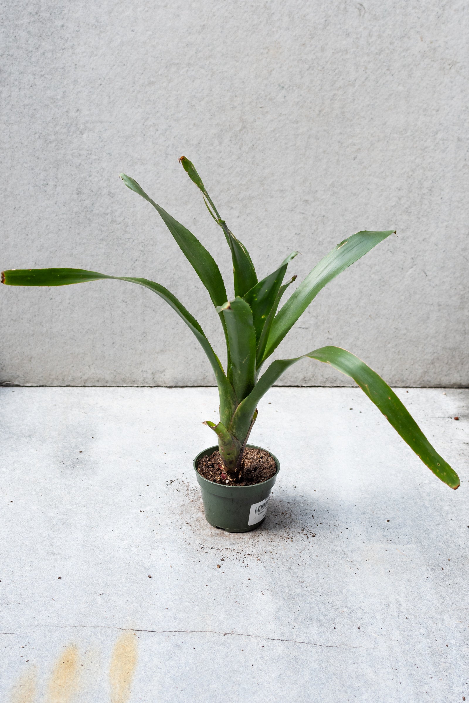 Billbergia 4 - Stunning Bromeliad Houseplant for Home & Office Decor | Perfect for Indoor Gardens, Living Rooms, and Tropical-Themed Spaces