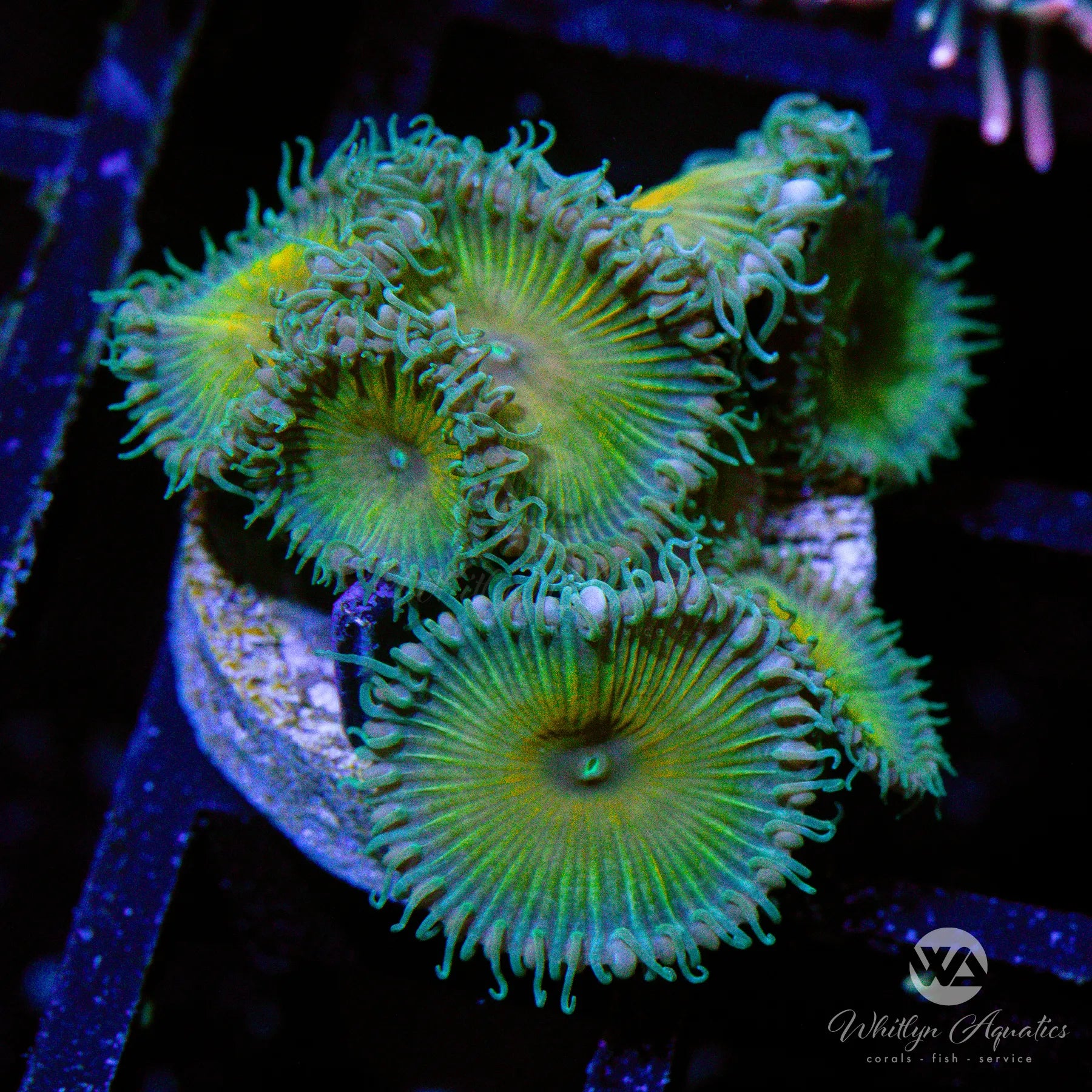 Captive-Bred Captain Jerk Palythoa Coral - Vibrant Saltwater Aquarium Coral for Reef Tanks & Marine Displays