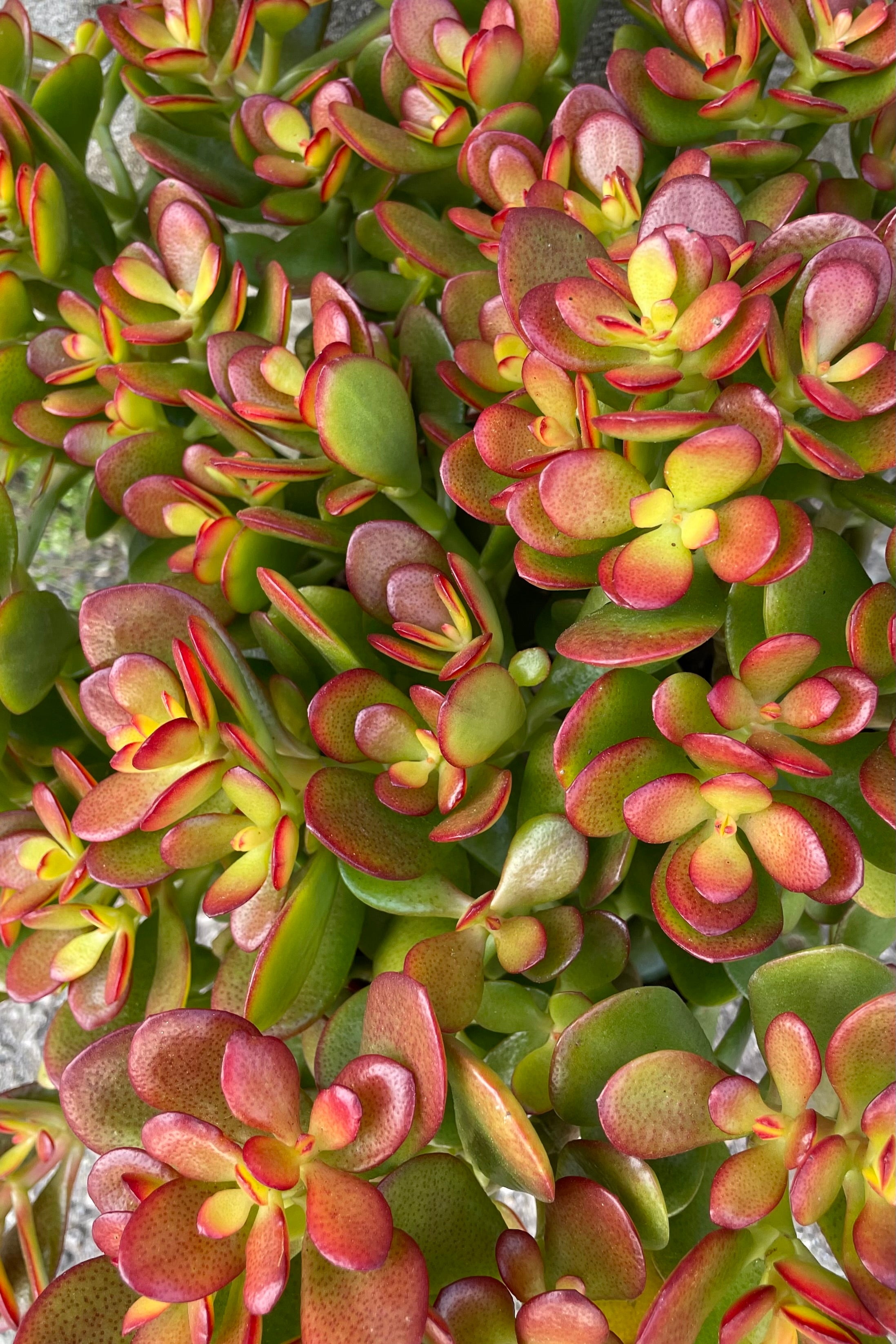 Crassula ovata 'Crosby' 8