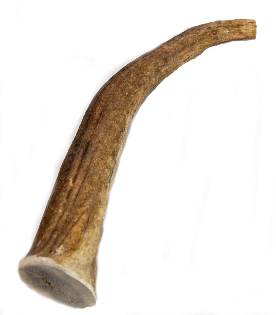 Premium XL Elk Antler Dog Chew (8-12 Inches) - Natural Long-Lasting Chew Toy for Large & Extra Large Dogs - Supports Dental Health & Reduces Anxiety - Perfect for Indoor Play, Outdoor Adventures & Crate Training