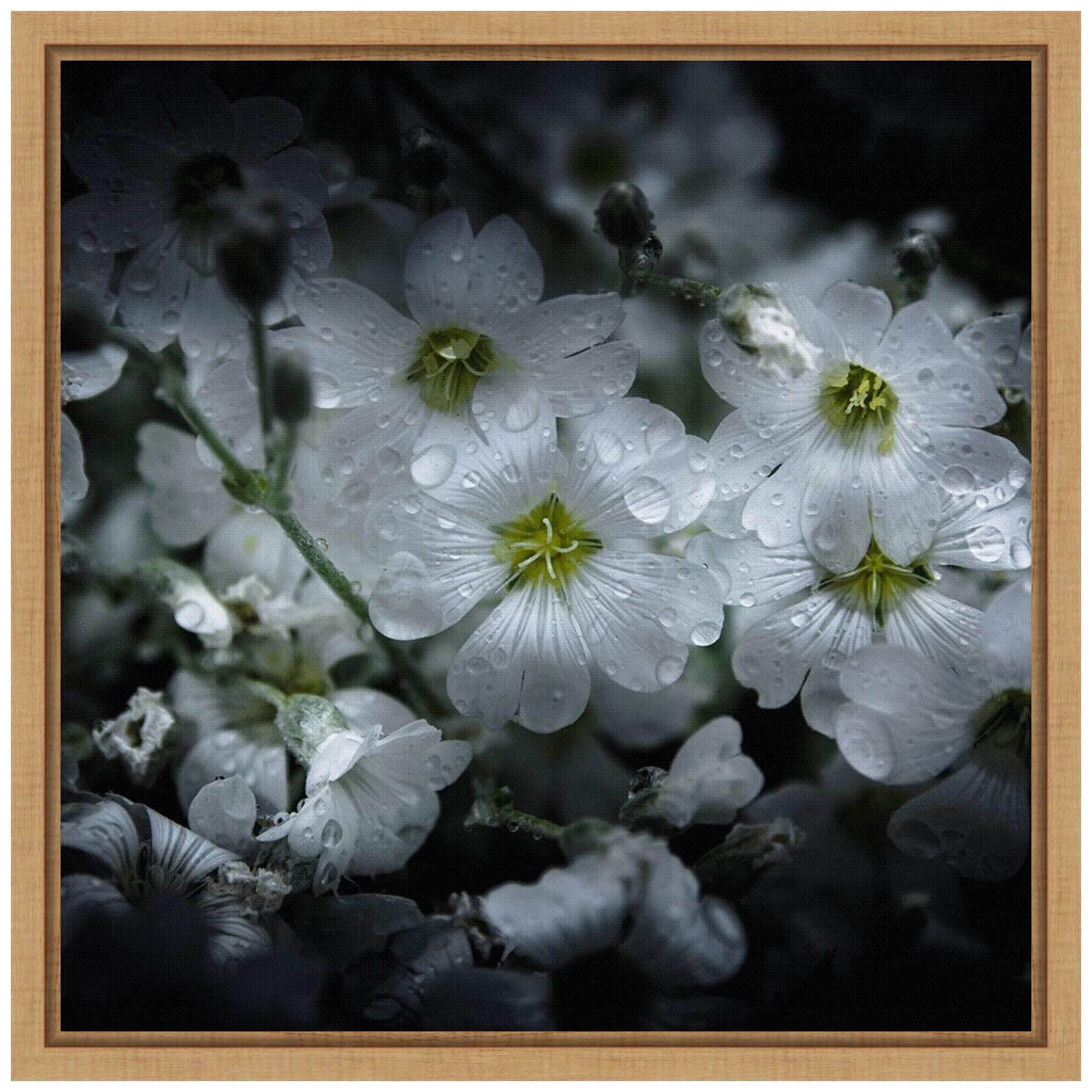 Amanti Art Framed Canvas Wall Art 16x16 - White Petunia Floral Painting by Brian Carson, Nature Inspired Framed Canvas Artwork, Modern Home Decor for Living Room, Bedroom, Office | Perfect for Housewarming Gifts & Interior Design