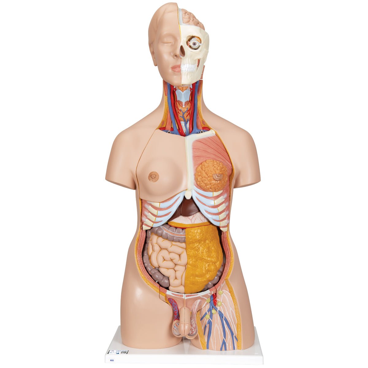 20-Piece Dual Gender Torso with Half Skull Head - Anatomical Model for Medical Students, Artists & Halloween Decor