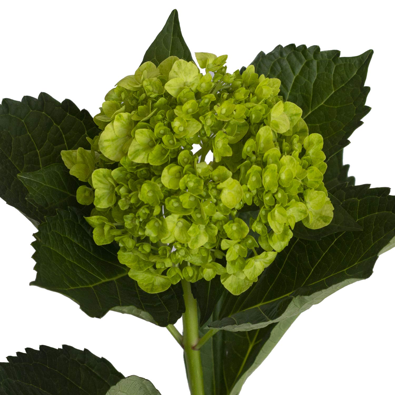 Fresh Green Mini Hydrangeas - 40 Stems Artificial Flowers for Home Decor, Wedding Centerpieces, and DIY Floral Arrangements