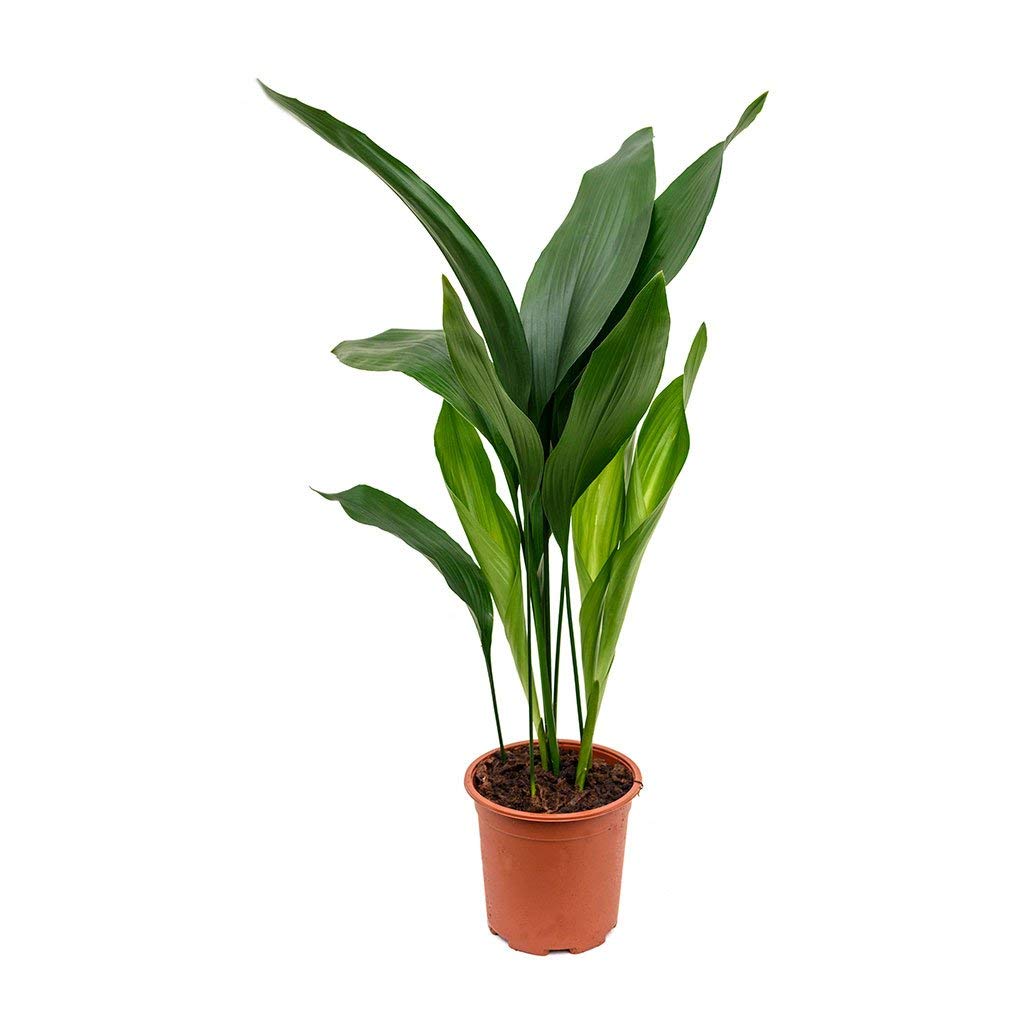 Cast Iron Plant (Aspidistra Elatior) - 3 Live Plants in 6 Inch Pots - Low Maintenance Indoor & Outdoor Houseplant - Perfect for Home, Office, Garden Decor and Shaded Areas