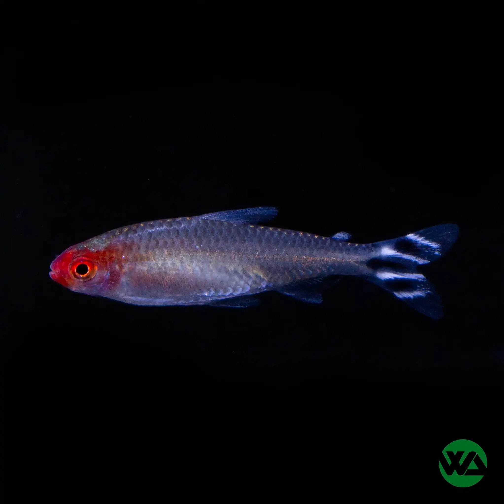 Rummynose Tetra (Hemigrammus rhodostomus) - Vibrant Freshwater Aquarium Fish for Community Tanks | Perfect for Planted Tanks & Nano Aquariums
