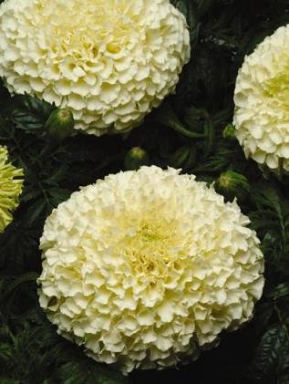 Marigold Vanilla DT 250 Seeds - Premium Flower Seeds for Home Garden, Landscaping & DIY Bouquets | Non-GMO, Easy to Grow