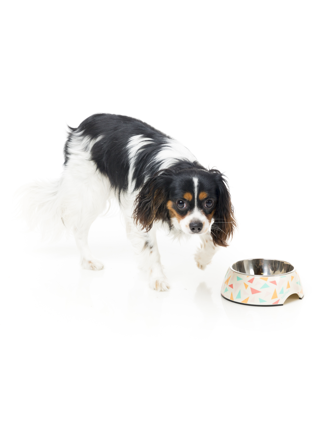 FuzzYard Easy Feeder Slow Feed Pet Bowl for Dogs & Cats - Non-Slip, Durable Design (3 Sizes) - Perfect for Fast Eaters & Mealtime Enrichment